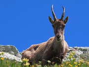 CORNO STELLA , panorami, monti, laghi, fiori, stambecchi-9lu25  - FOTOGALLERY